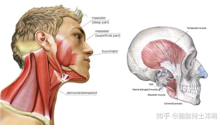 怎樣可以使咬肌變小?