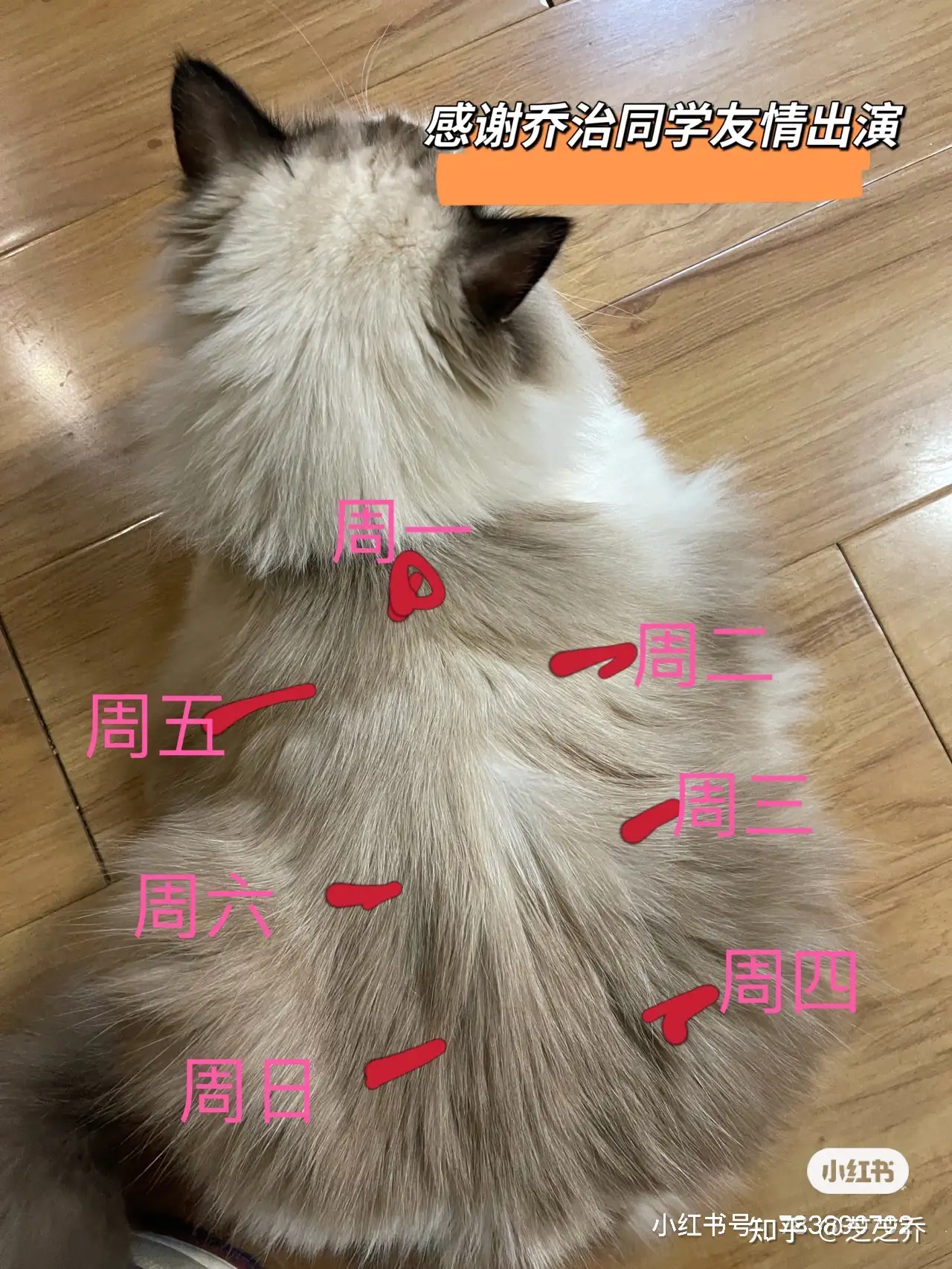 猫传腹打针经验吐血分享 知乎