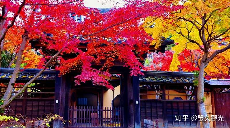 日本關東紅葉名勝景區集萃 知乎