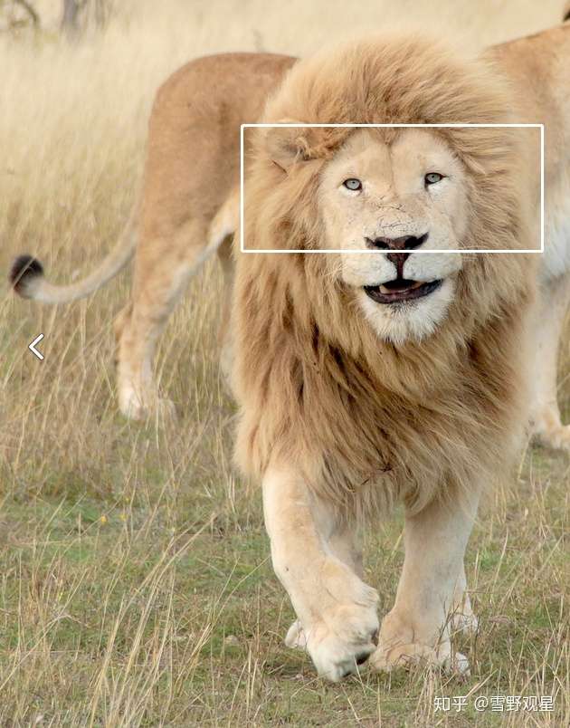 狮子公母怎么区分图片图片