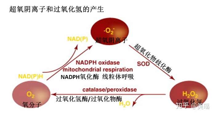 自由基是什么?有没有简单点的方式来描述一下?