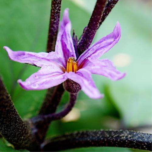 茄子种植技术管理 花期 坐果期如何施肥 知乎