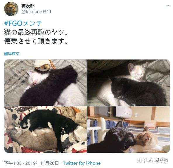 Fgo进行超长维护之时 这群闲着的玩家选择了晒猫片 知乎