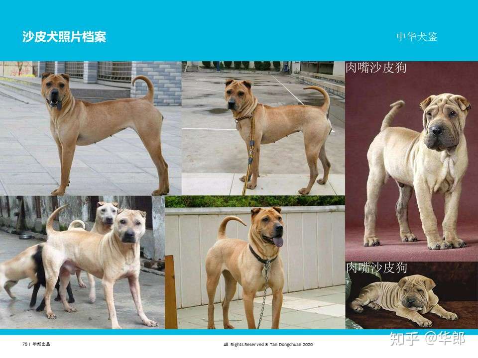 中华犬鉴 中国原生犬 土狗 分类 知乎