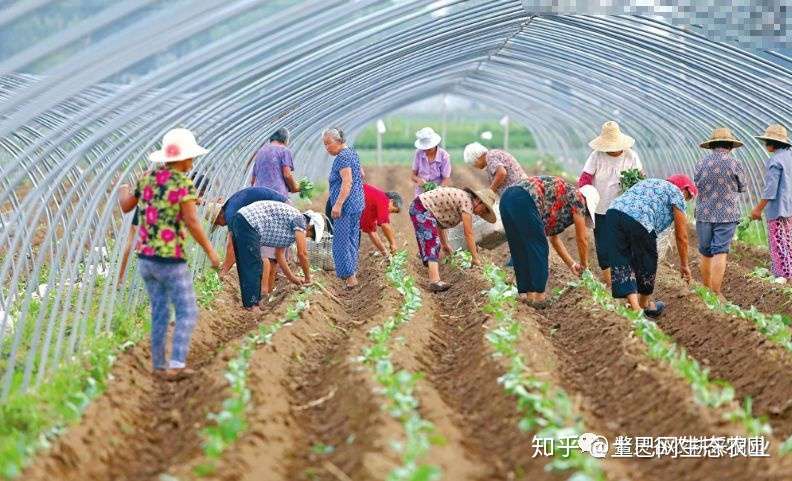 蔬菜种植时间表 建议收藏 知乎