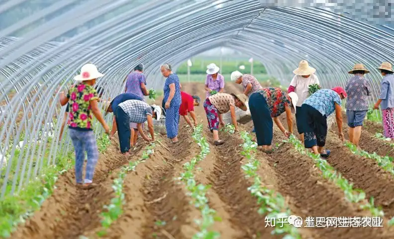 蔬菜种植时间表（建议收藏） - 知乎