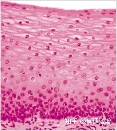 单层扁平上皮的光镜图图片