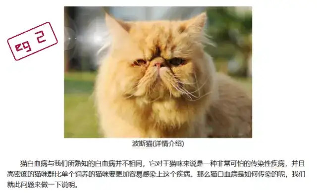 猫白血病病毒 Felv 感染 猫白血病 安乐死 知乎