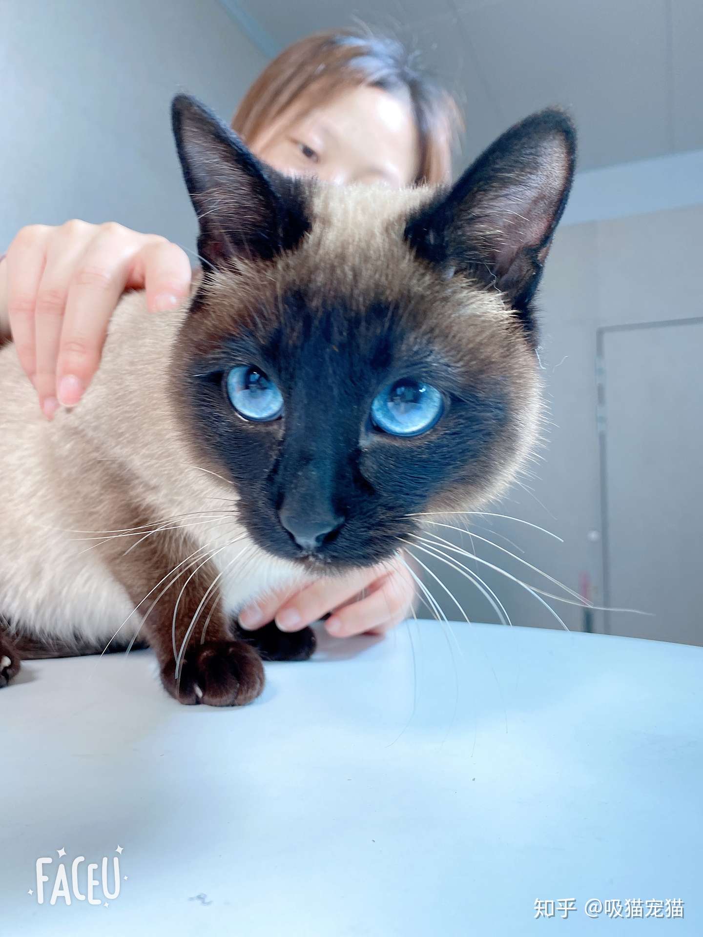 猫咪对你喵喵叫是有原因的 不是无缘无故 你都听懂了吗 知乎