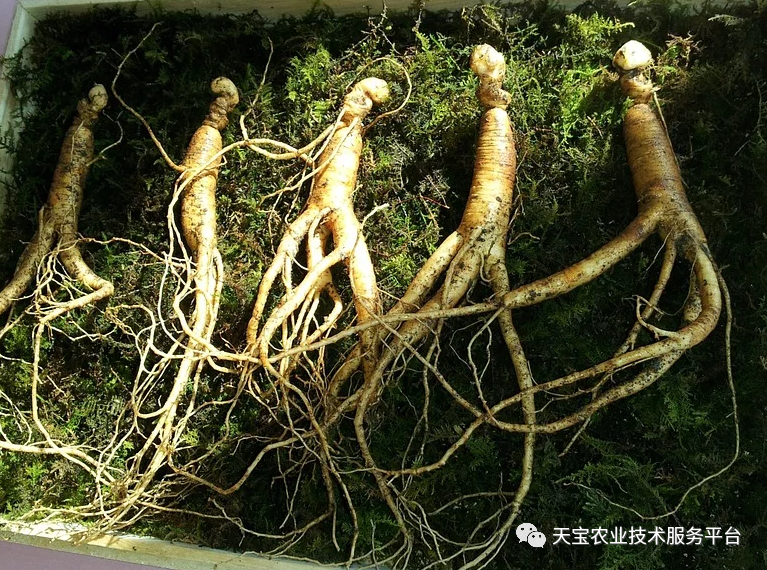 名贵药材人参人工种植关键技术指导 知乎