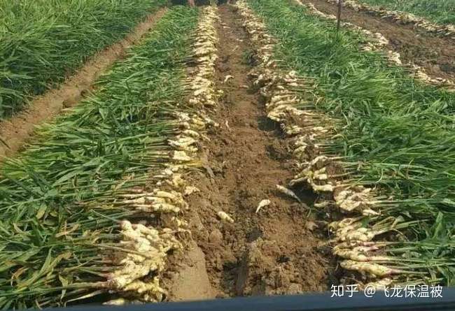 生姜的种植时间是什么时候 有哪些准备事项 知乎
