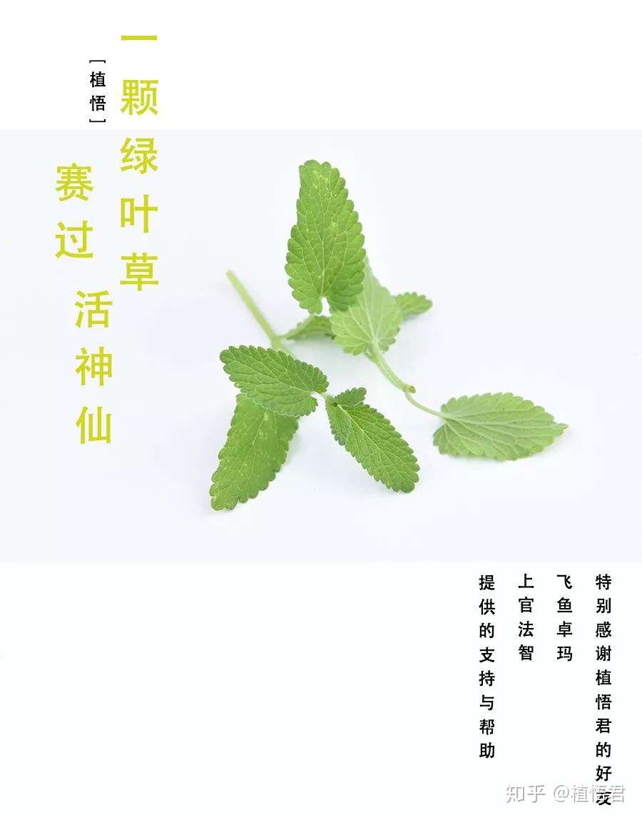 一颗绿叶草 赛过活神仙 知乎