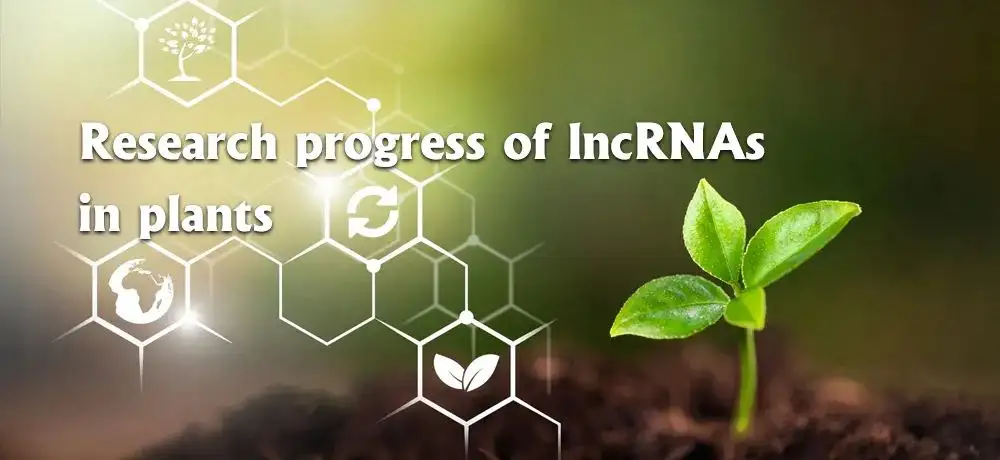 RNA普查——LncRNA在植物中的研究进展- 知乎