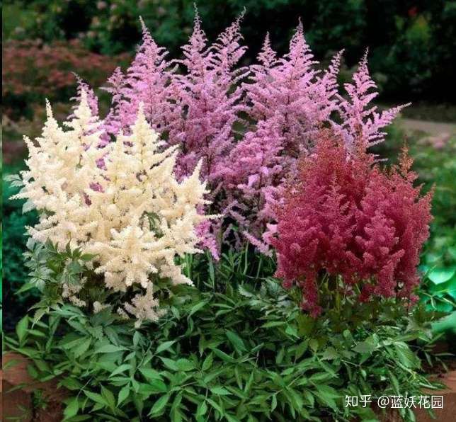 蓝妖 室内没光照就种着15种植物 各个颜值报表 关键还好养 知乎