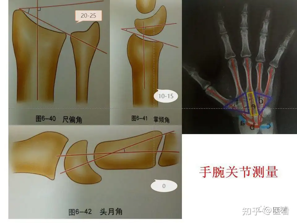 BACK TO BASIC 2 (下肢編) 古藤先生 大阪購入 rlsinstitute.edu.in