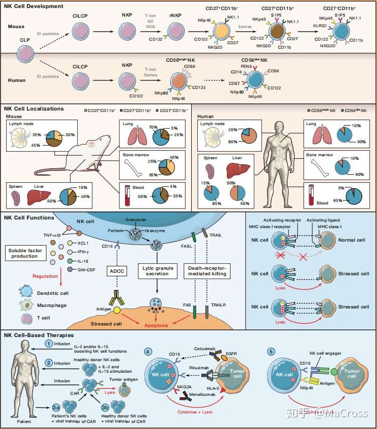 Nk细胞图解 Snapshot Nnatural Killer Cells 知乎