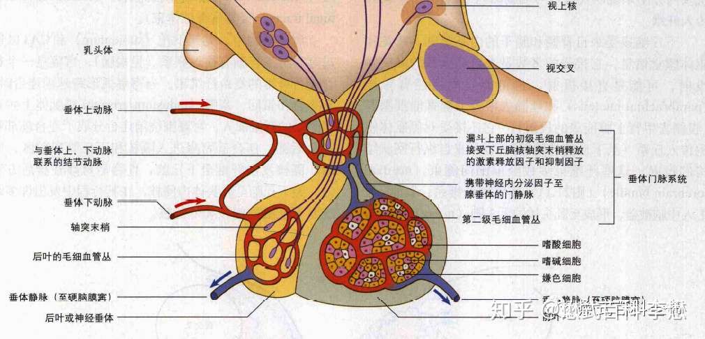 磁共振垂体扫描pituitary Mr Imaging 一 知乎