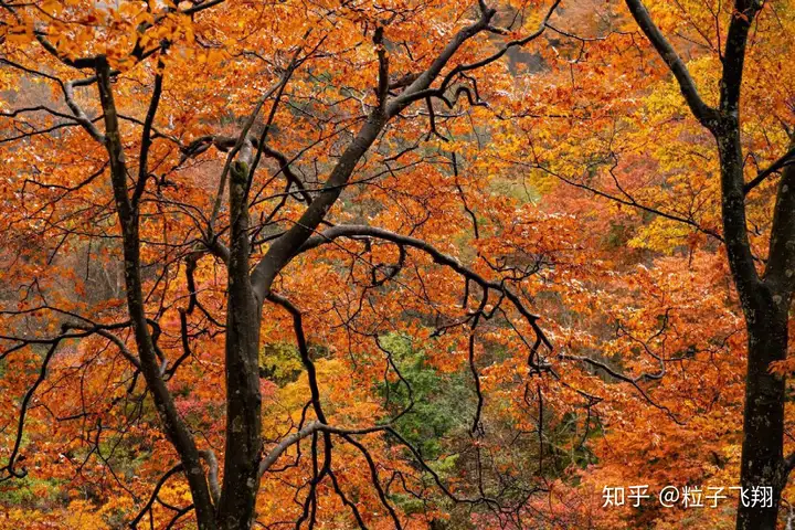 四川光雾山 光影如雾 秋色深藏