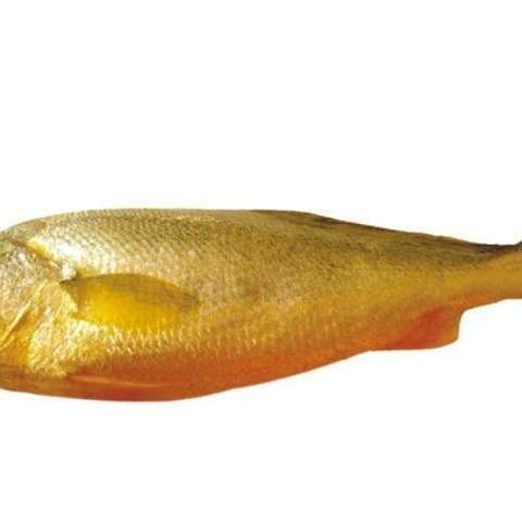 大黄鱼