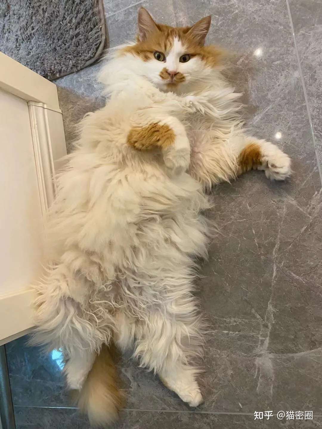 猫咪的肢体语言 知乎