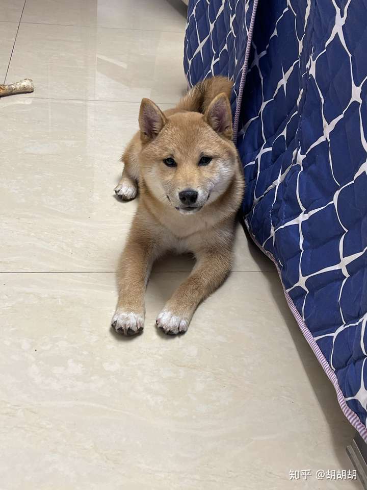 大家的柴犬五个月大的时候有多重?