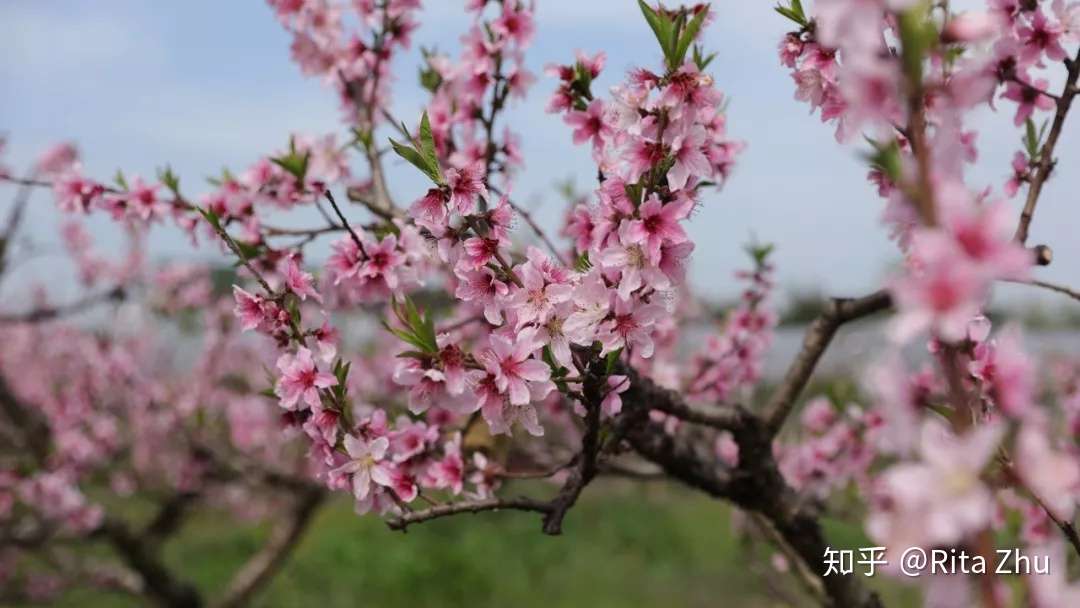 食用花卉食谱 眼中桃花源 口中桃花飨 知乎