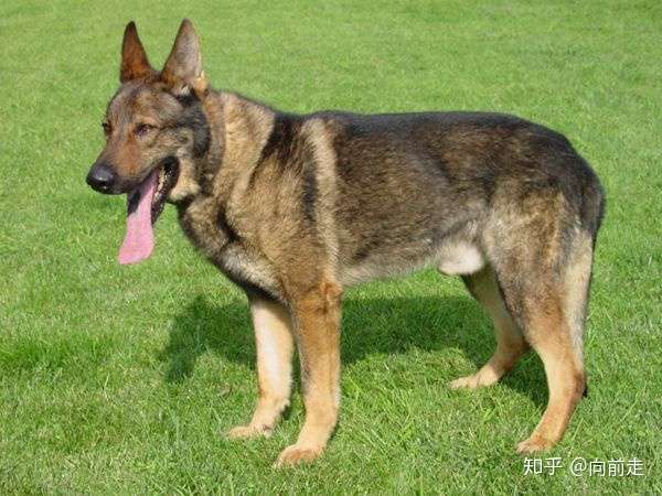 中国本土犬种都有哪些