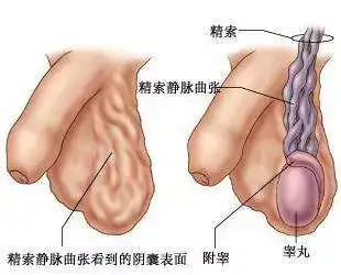 助孕机构上海（在家就能判断生育力，男人才有的技能哦）