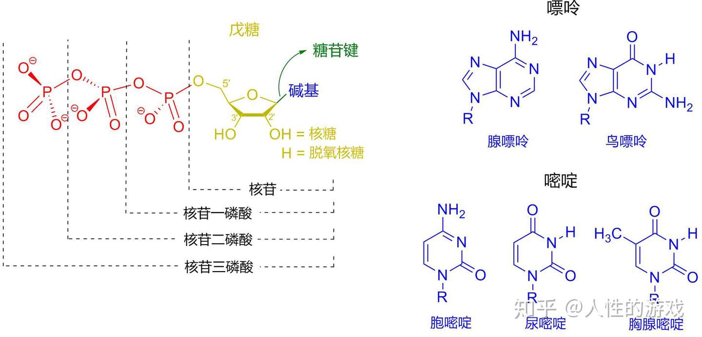 新型冠状病毒25 二聚体阻止rna合成的原理 知乎