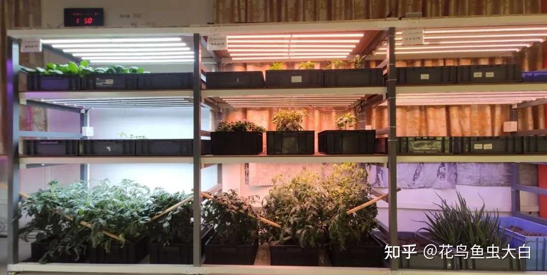 Led植物生长灯哪家好 如何在室内种植植物 知乎 Led植物生长灯哪家好 如何在室内种植植物 知乎