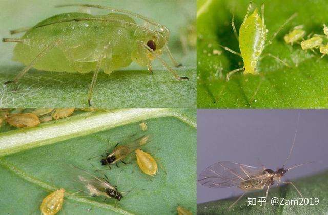 益虫 害虫 老是分不清楚 图鉴它们 驱除敌军 害虫篇 知乎