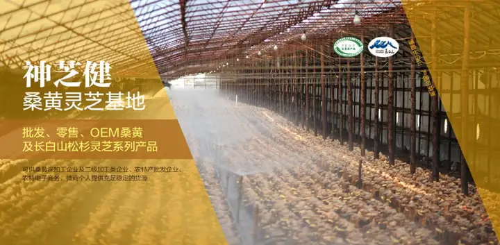 桑黄到底多少钱一斤（桑黄多少钱一斤普通）