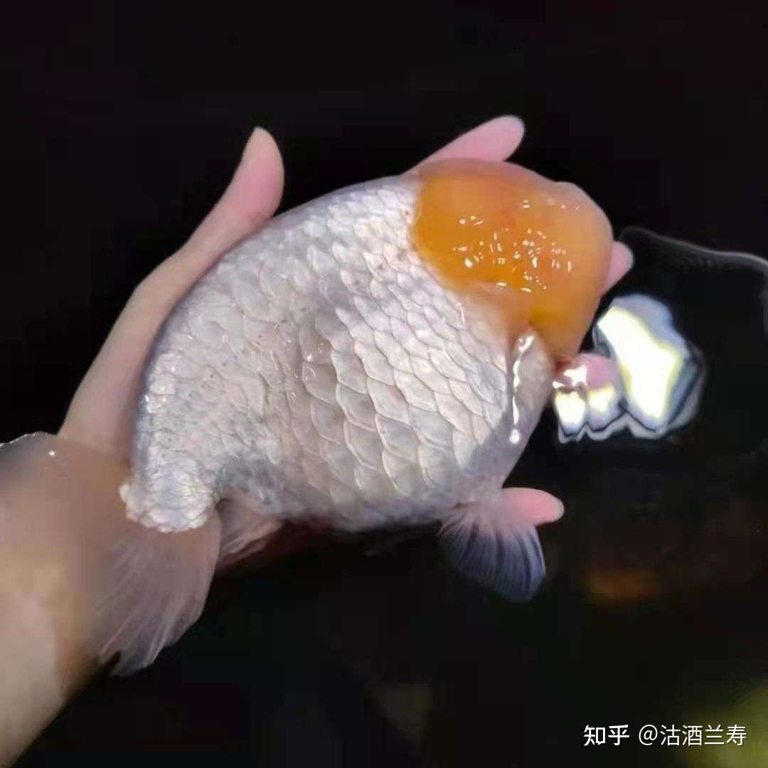 腰金魚運動