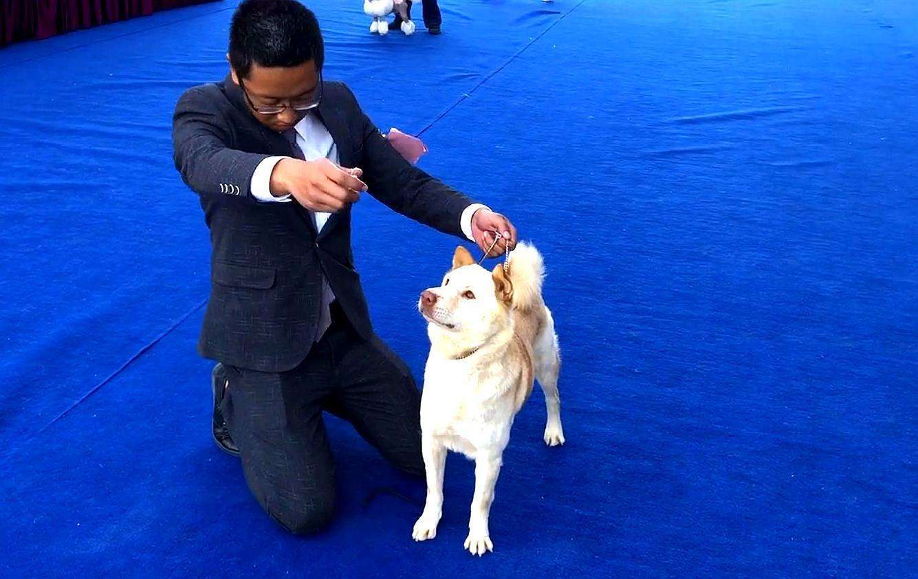 本犬纲目 中国本土狗品种大全 知乎