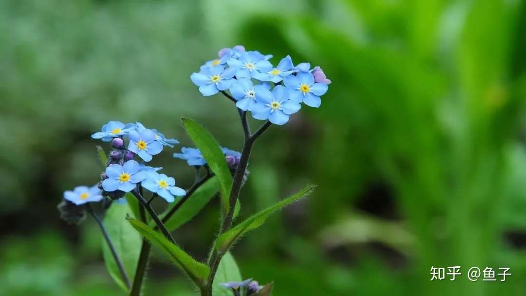 定情之花 勿忘我 的鉴赏养护以及标本制作 知乎