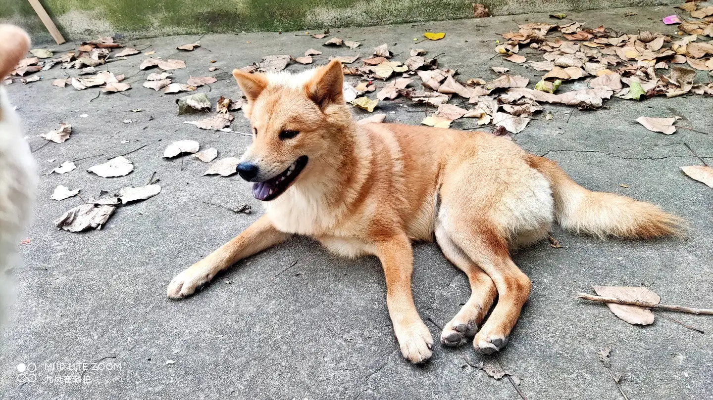 本犬纲目 中国本土狗品种大全 知乎