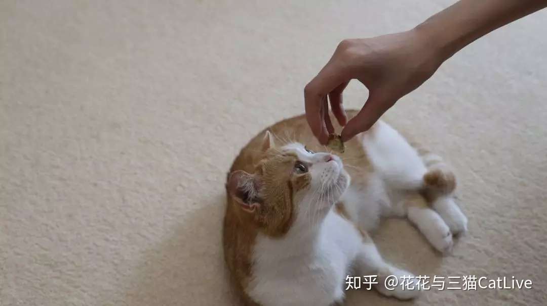 猫咪吃虫瘿果和吃猫薄荷 效果会有什么区别 知乎