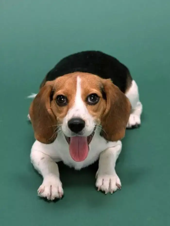 每日一犬哈利犬