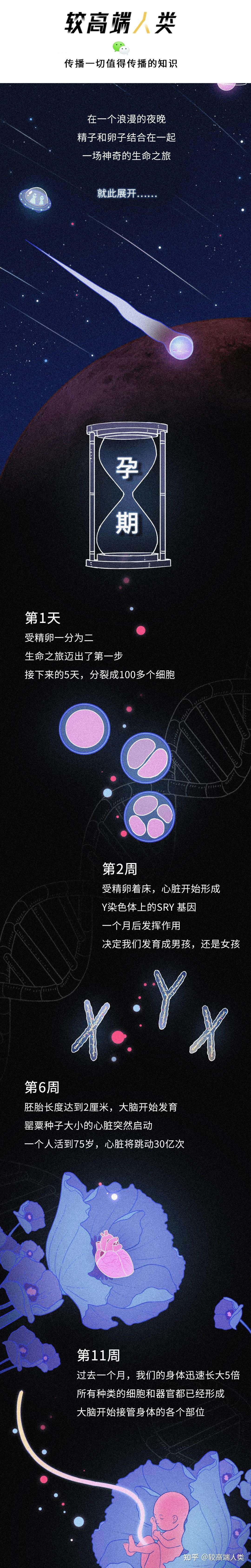 从受精卵到死亡 我们的身体究竟遭遇了什么 知乎