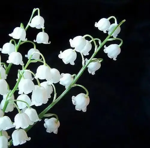 清香纯白的铃兰 娇艳盛开的幸福花朵 知乎