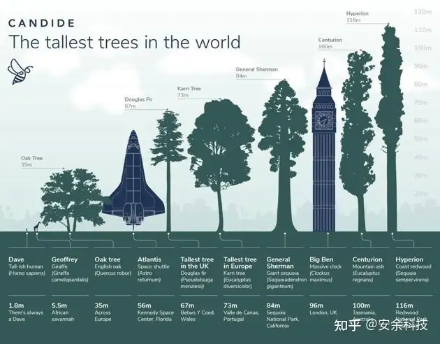 世界上最高的树，比35层楼高- 知乎