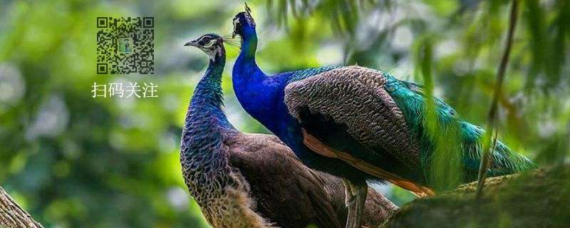 孔雀和凤凰是同一种动物吗 知乎