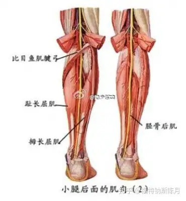 起:腓骨頭和腓骨幹上1/3的後面,脛骨比目魚肌線與內側緣中1/3和一個