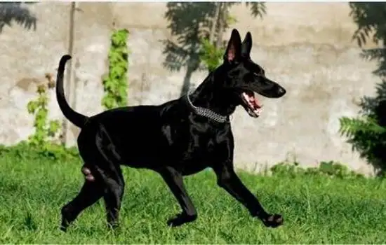 黑狼犬的缺点价格高