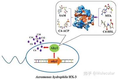 一种新型n-酰基高丝氨酸内酯合酶底物特异性结构研究 知乎