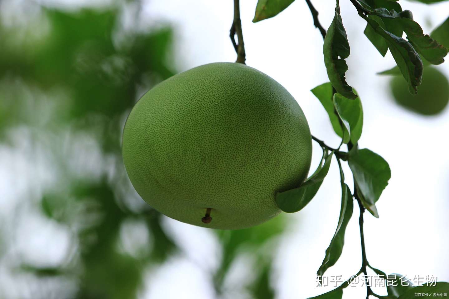 柚子生长期用哪种肥料合适 柚子上色用调色师叶面肥 知乎