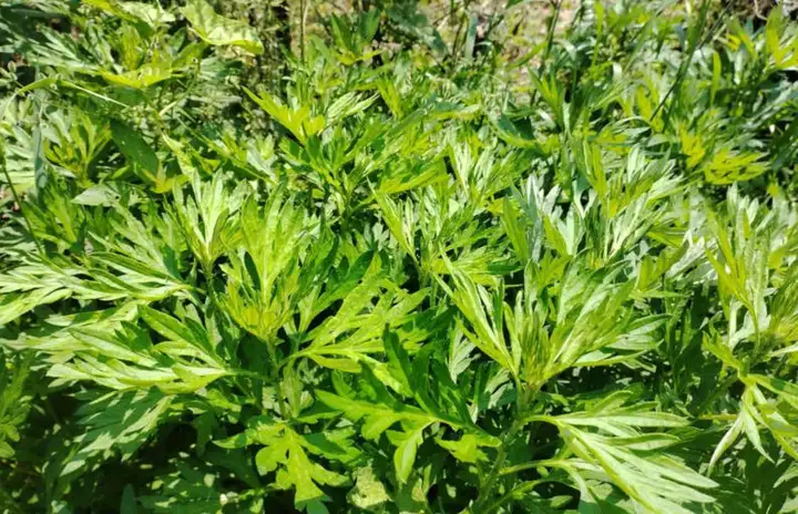 艾草叶/粉/汁能否用于普通食品？官方回复来了