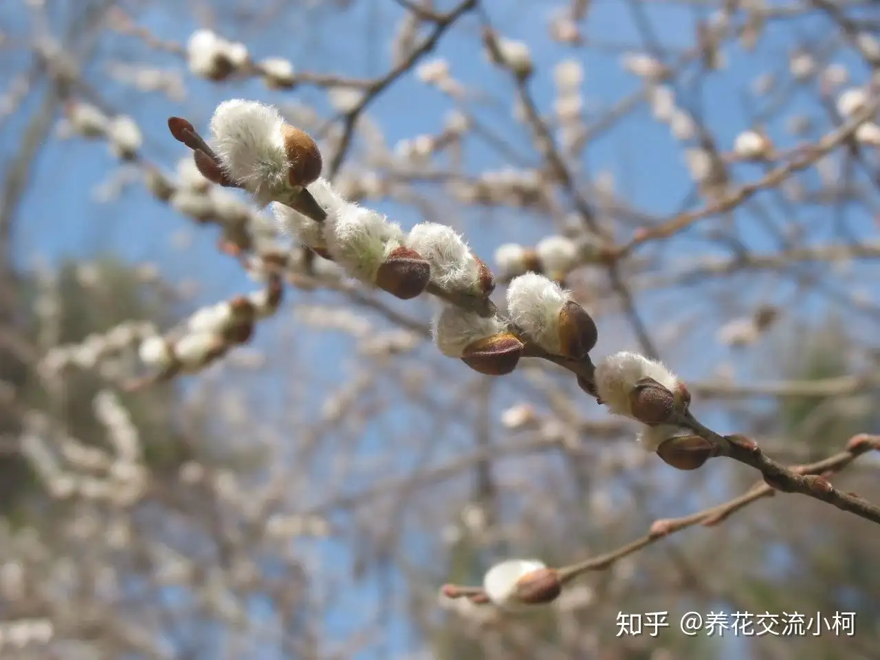 春节前后的年宵插花 买个枝条可观赏一两个月 哪一种是你最爱 知乎