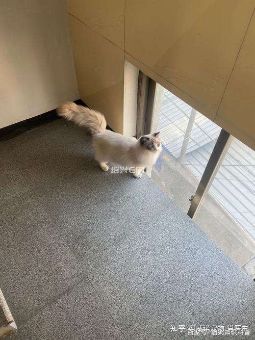 康复营养液：猫咪走路无力- 知乎
