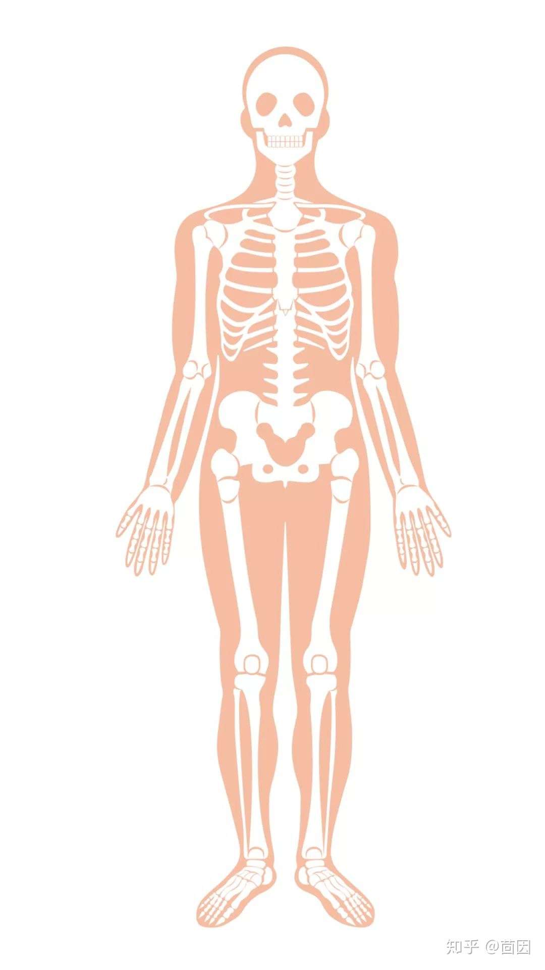 天生反骨的一代人 后脑勺骨骼的一点事 知乎